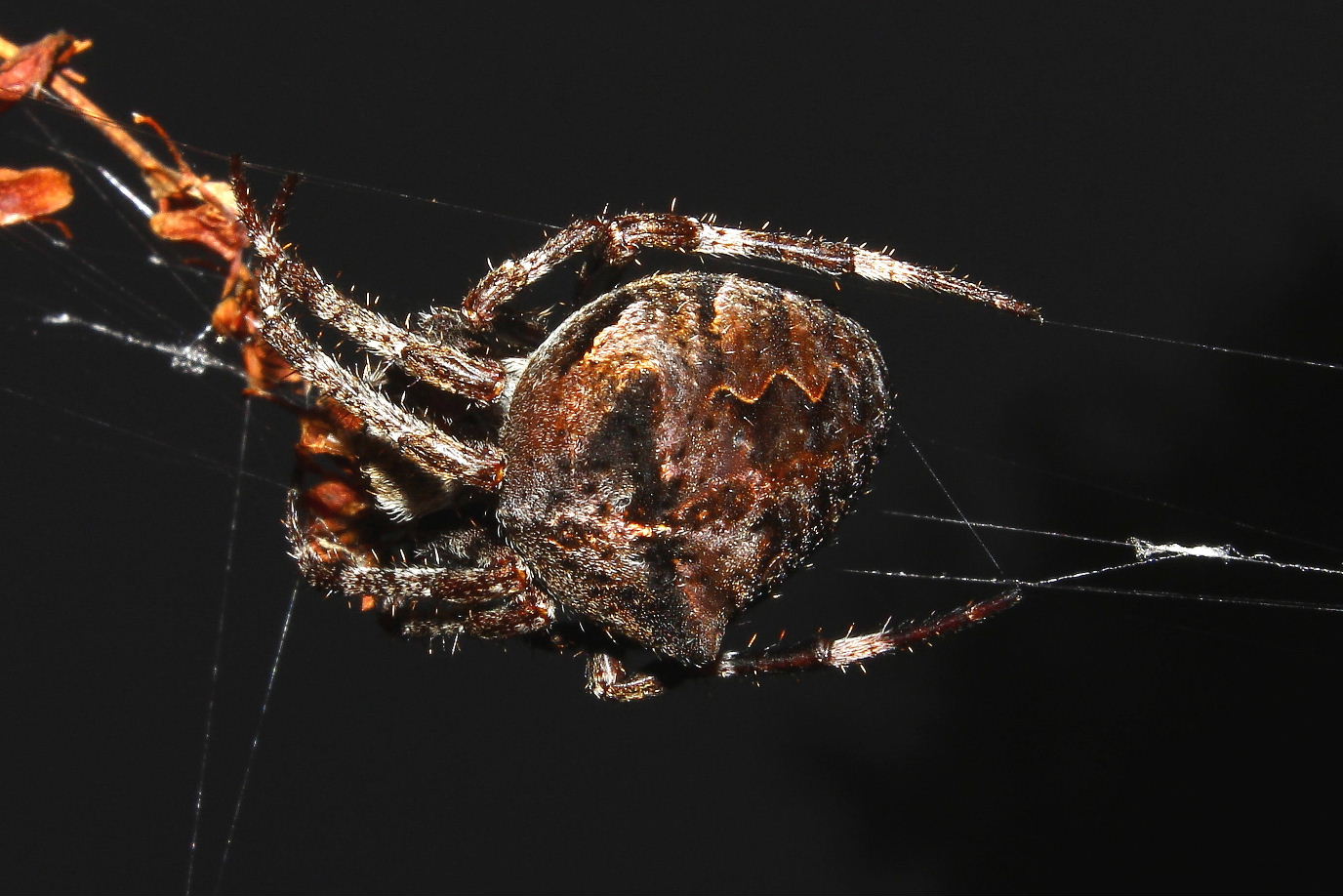 Araneus angulatus - Monte Cornua (GE)